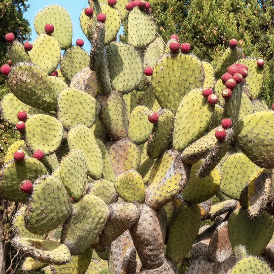 Prickly pear for skincare
